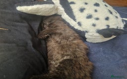 Mixed Breed cats for sale: Beautiful girl  - Image 7