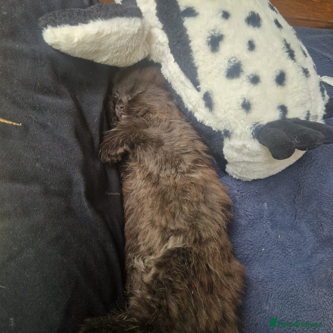Mixed Breed cats for sale: Beautiful girl  - Image 7