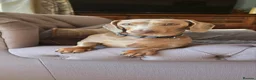 Miniature Dachshund dogs for sale: KC Registered Miniature Dachshund Puppies in Dungannon - Advert 12