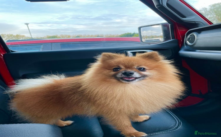 Pomeranian dogs in Camberley - Advert 3