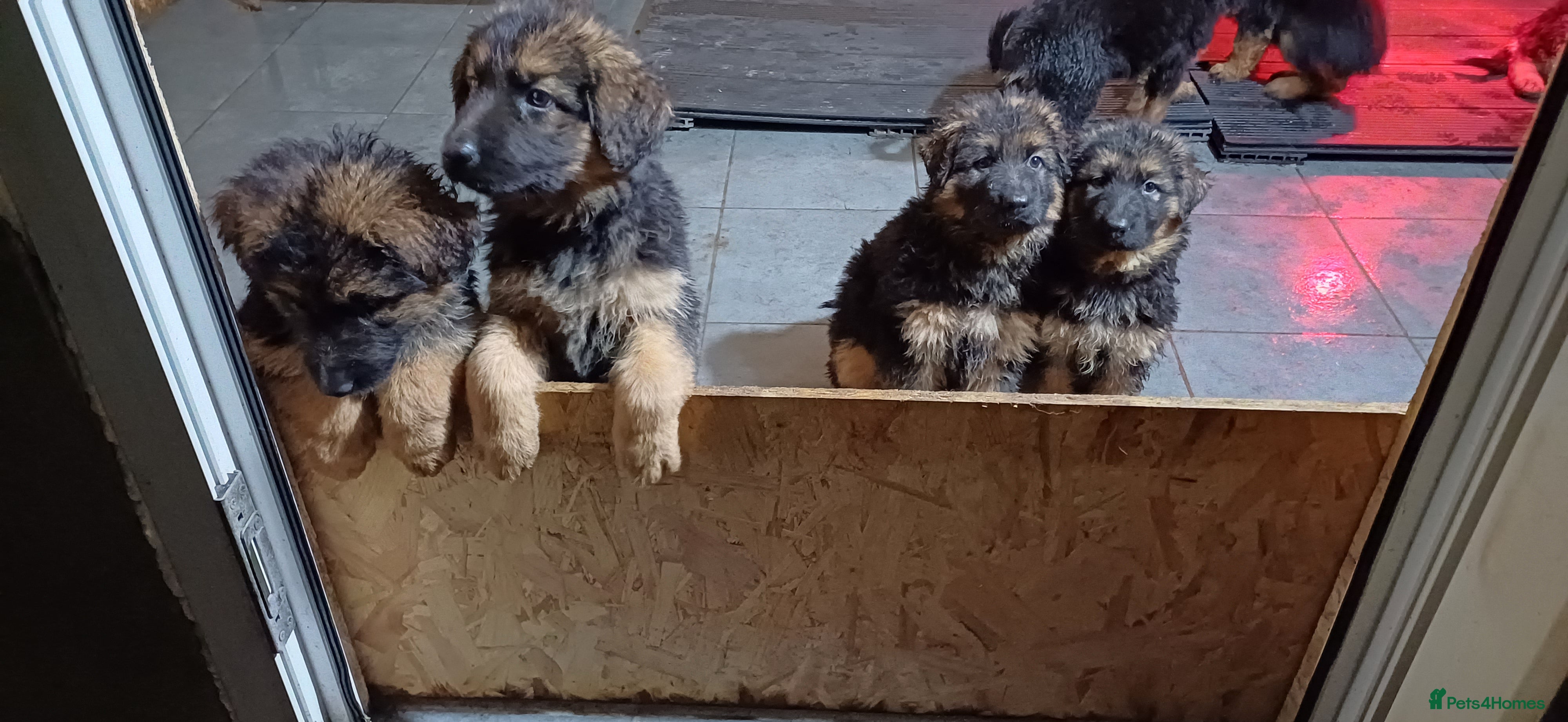German Shepherd dogs Ready to go, long-haired German Sheperd puppies - Advert 2