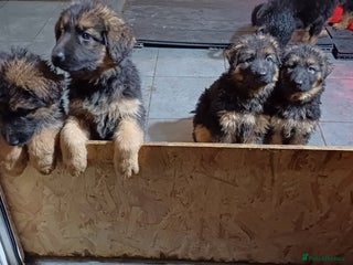 German Shepherd dogs Ready to go, long-haired German Sheperd puppies - Advert 2