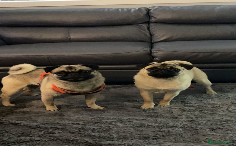 Pug dogs - Advert 1