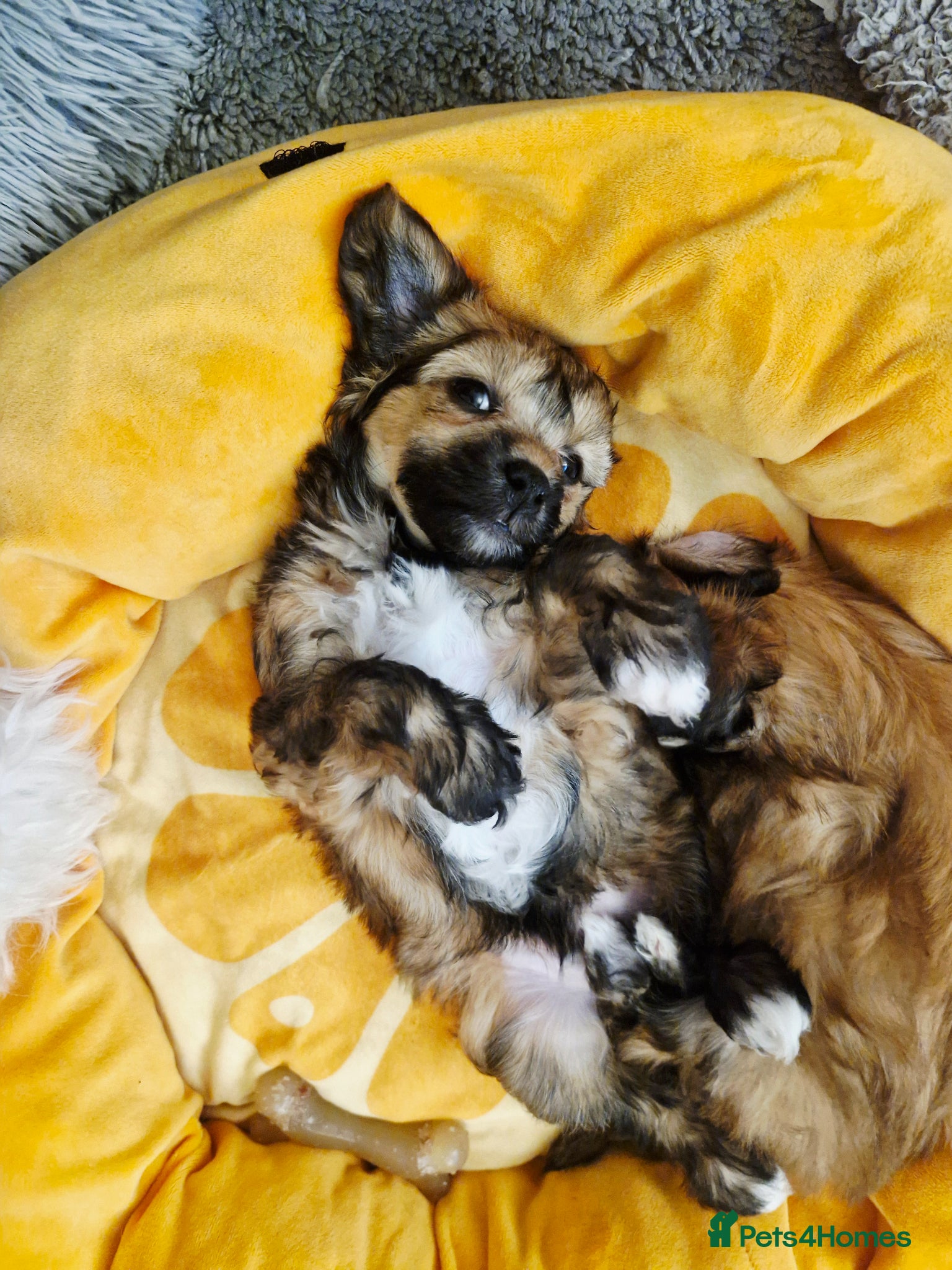 Chinese Crested dogs Powder puff boy and girl   - Advert 1