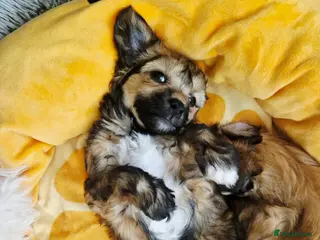 Chinese Crested dogs Powder puff boy and girl - Advert 6