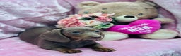 Miniature Dachshund dogs for sale: Miniature dachshunds - Advert 32