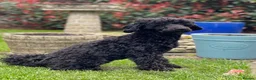 Toy Poodle dogs for sale: Black toy poodle in Manchester - Advert 38