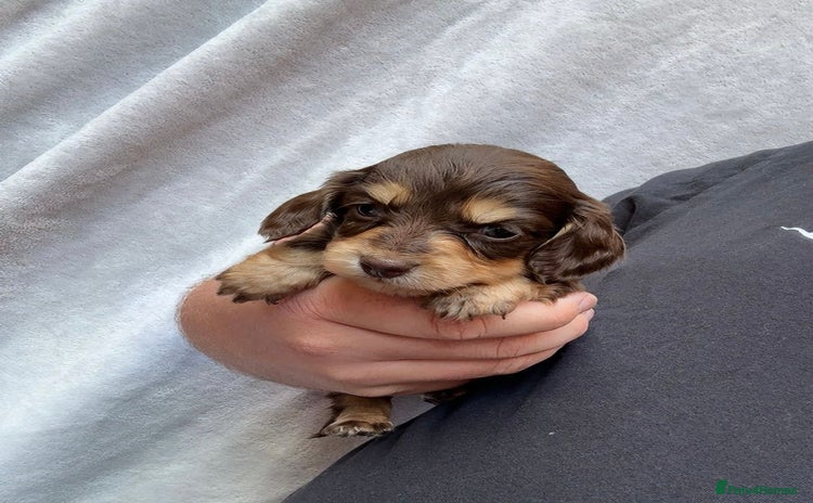 Miniature Dachshund dogs - Advert 2