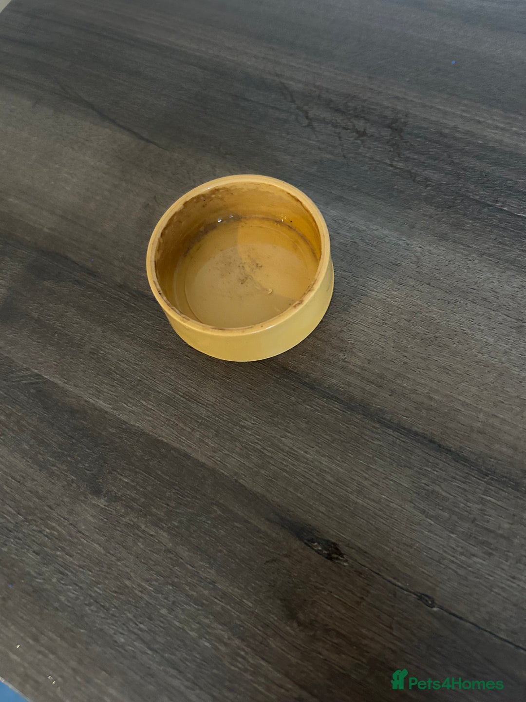 Leopard Gecko reptiles for sale: Male leopard gecko and all equipment  - Image 12