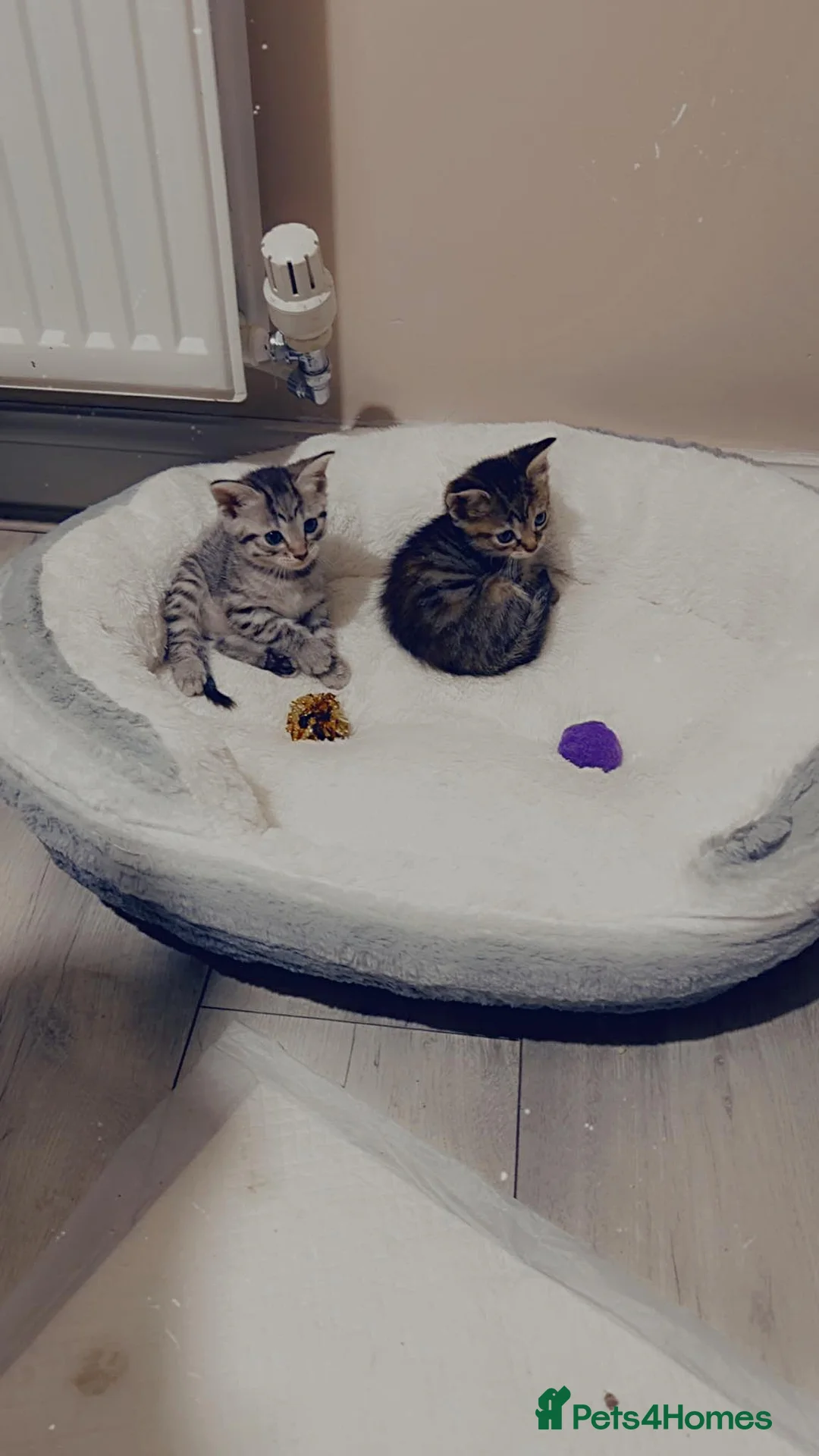 Bengal cats for sale: 4 Bengal Kittens Available – Playful & Friendly - Advert 9