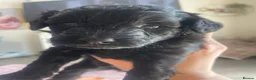 Cockapoo dogs for stud: Proven beautiful black cockapoo - Advert 3
