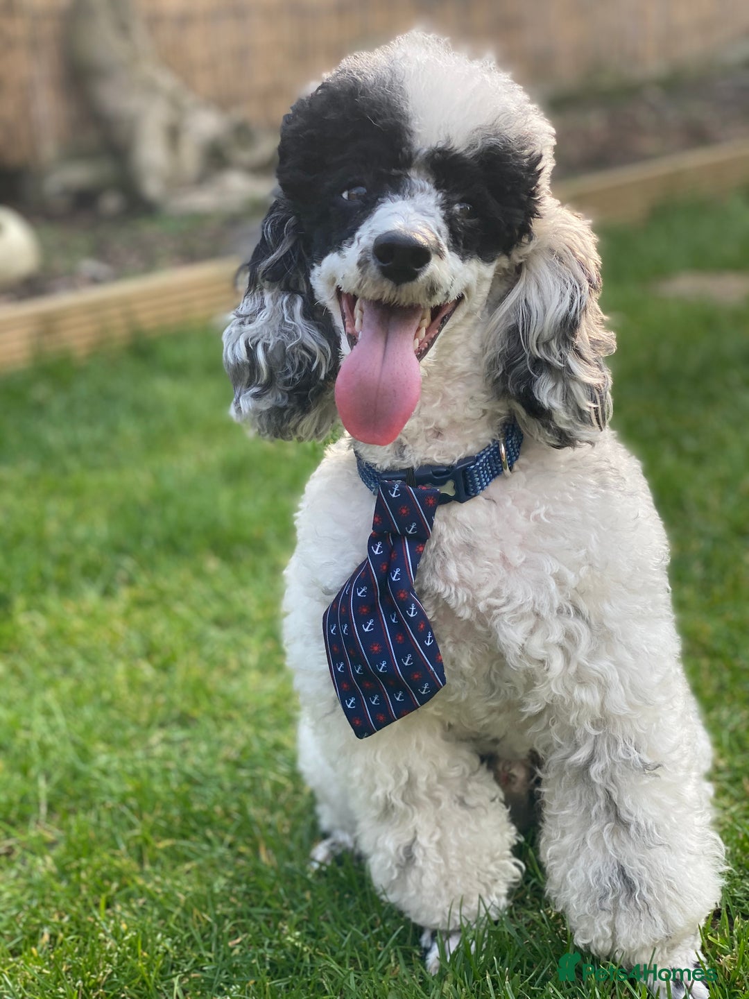 Toy Poodle dogs for stud: Parti Toy Poodle KCregistered PRA PRCD NEG proven - Image 1
