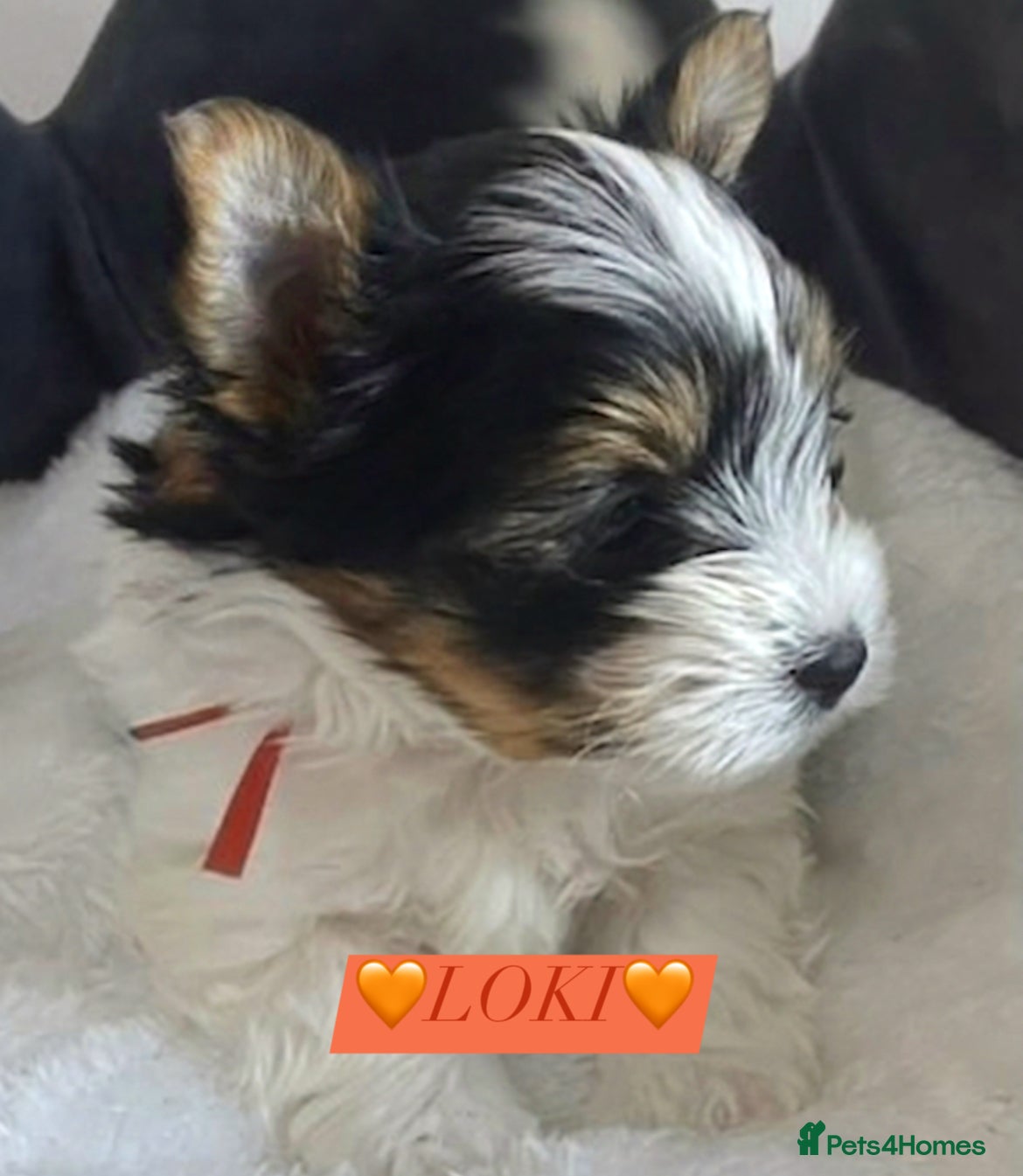Mixed Breed dogs ❤️🐾 LITTER ANNOUNCEMENT🐾❤️ - Advert 14