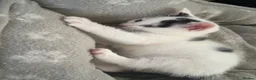 Domestic Shorthair cats for sale: Lovely kittens  - Advert 9