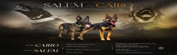 Belgian Shepherd Dog dogs for sale: BRN Dutch Herder Puppies (3 left!) - Advert 2