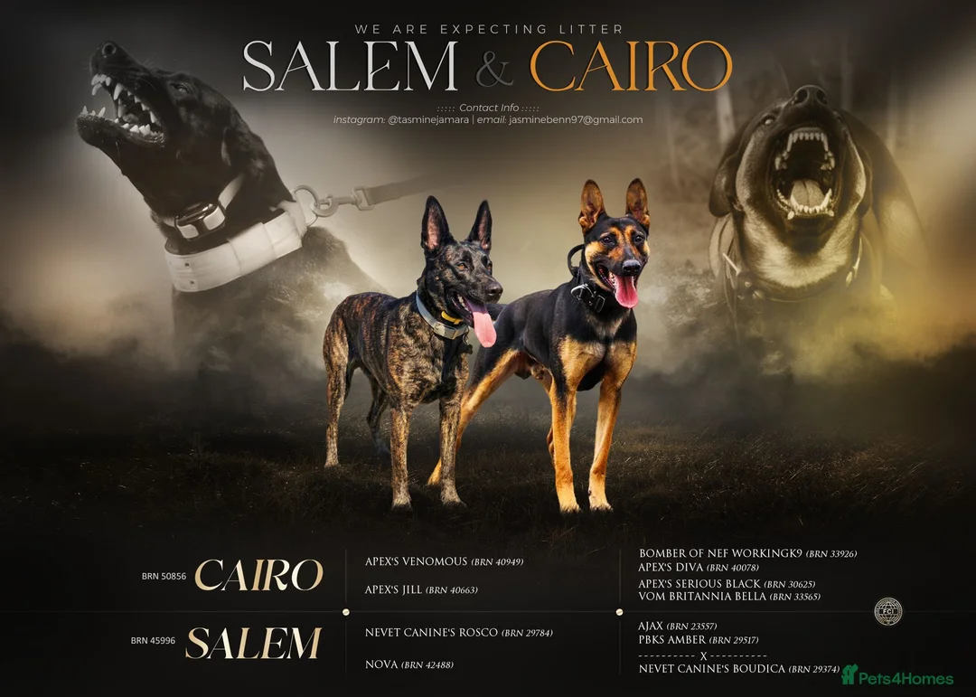 Belgian Shepherd Dog dogs for sale: BRN Dutch Herder Puppies (3 left!) - Advert 2