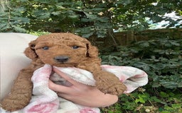 Cockapoo dogs for sale: Gorgeous Deep Red Cockapoos  - Image 9