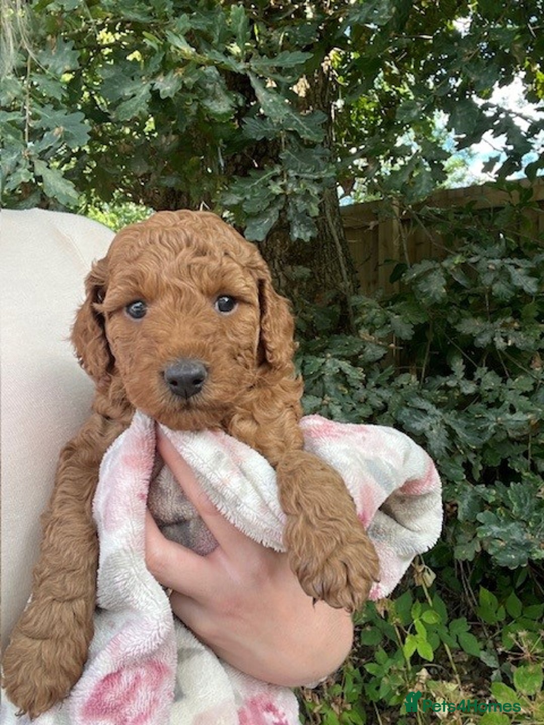 Cockapoo dogs for sale: Gorgeous Deep Red Cockapoos  - Image 9