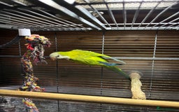Parakeets birds for sale: Rare opportunity Superb parrots for sale - Image 3