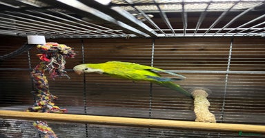Parakeets birds - Advert 4