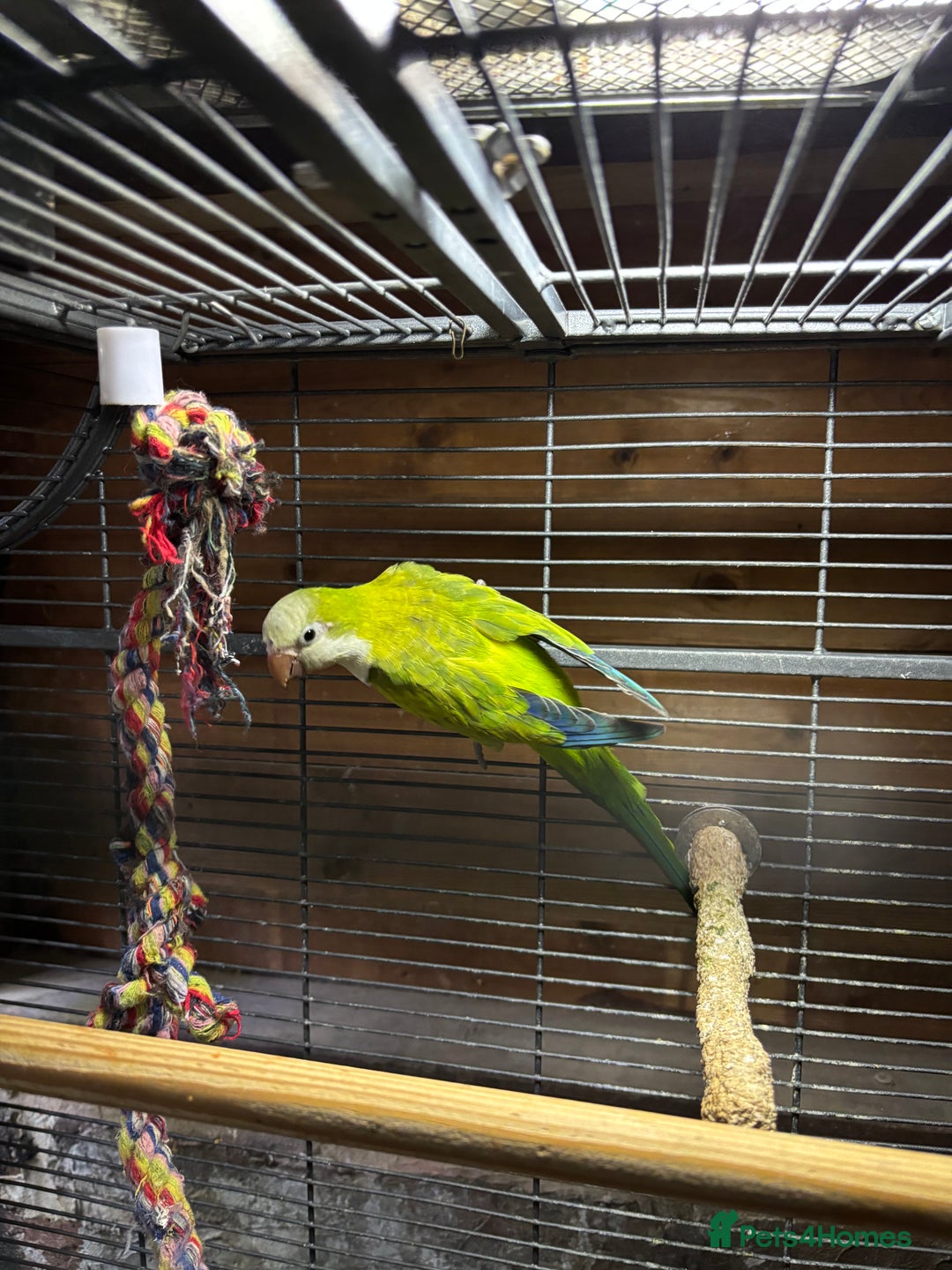 Parakeets birds for sale: Rare opportunity Superb parrots for sale - Image 3