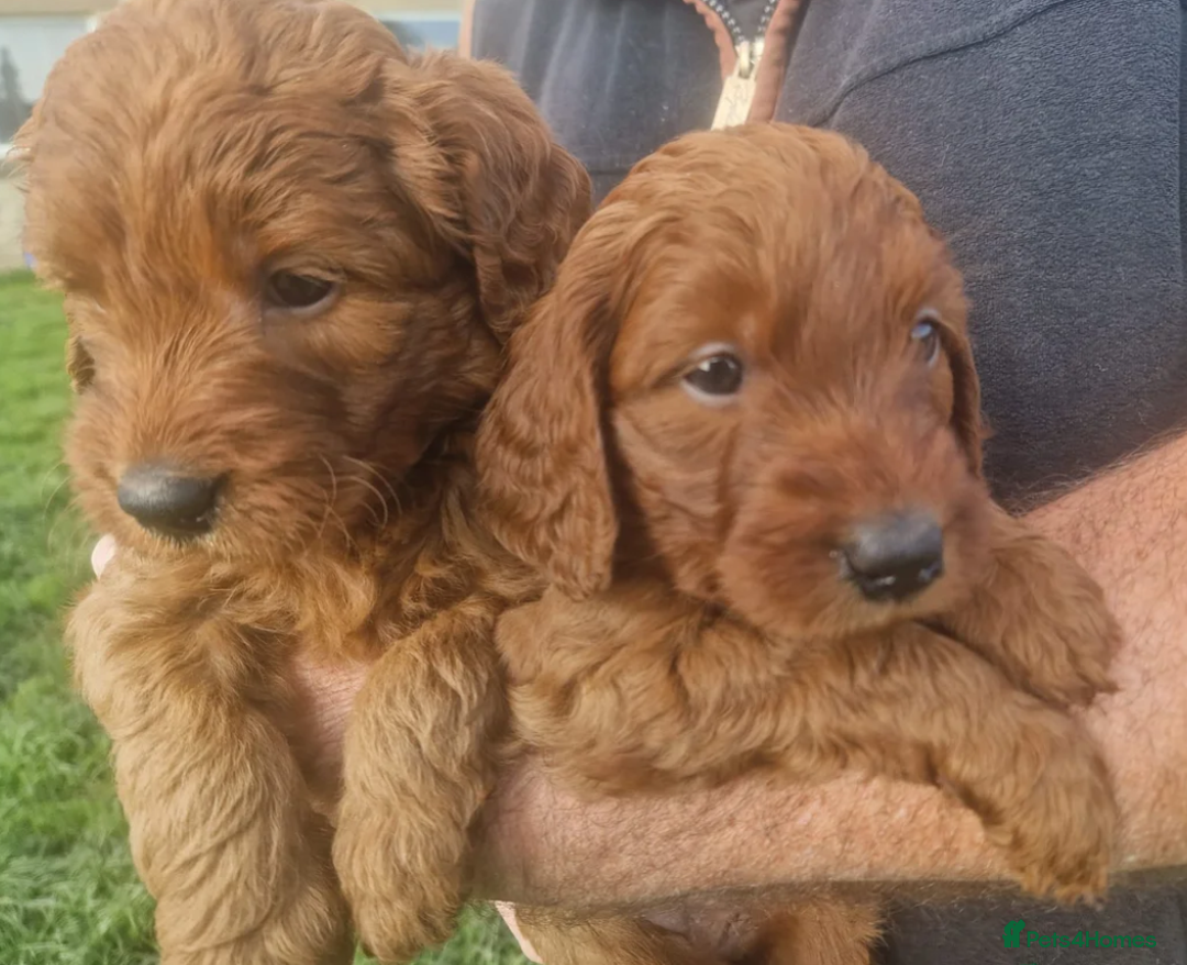Labradoodle dogs for sale: The Darkest Fox Red Doodles. - Image 6