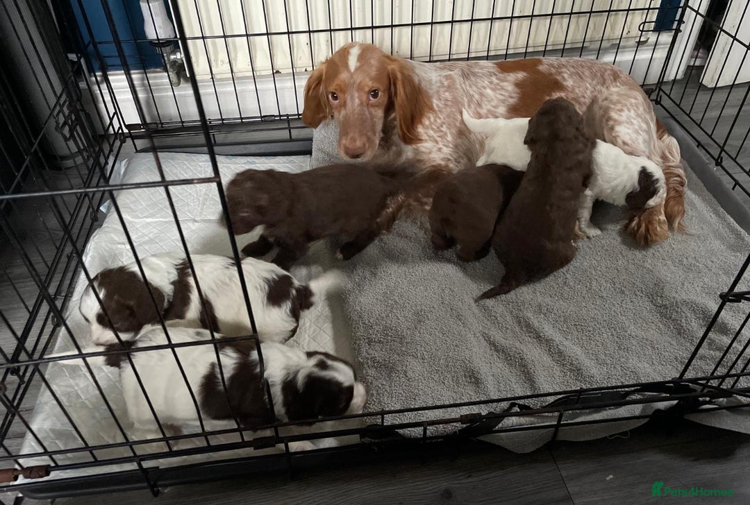 Cockapoo dogs for sale: Tanners gorgeous f1 cockapoos  - Advert 1