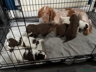 Cockapoo dogs Tanners gorgeous f1 cockapoos - Advert 1