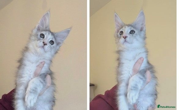 Maine Coon cats Champion Line Female Maine Coon Kittens  - Advert 12