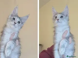 Maine Coon cats Champion Line Female Maine Coon Kittens - Advert 12