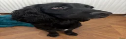 Cocker Spaniel dogs for sale: Working KC Registered Cocker Spaniel Pups. in Livingston - Advert 1