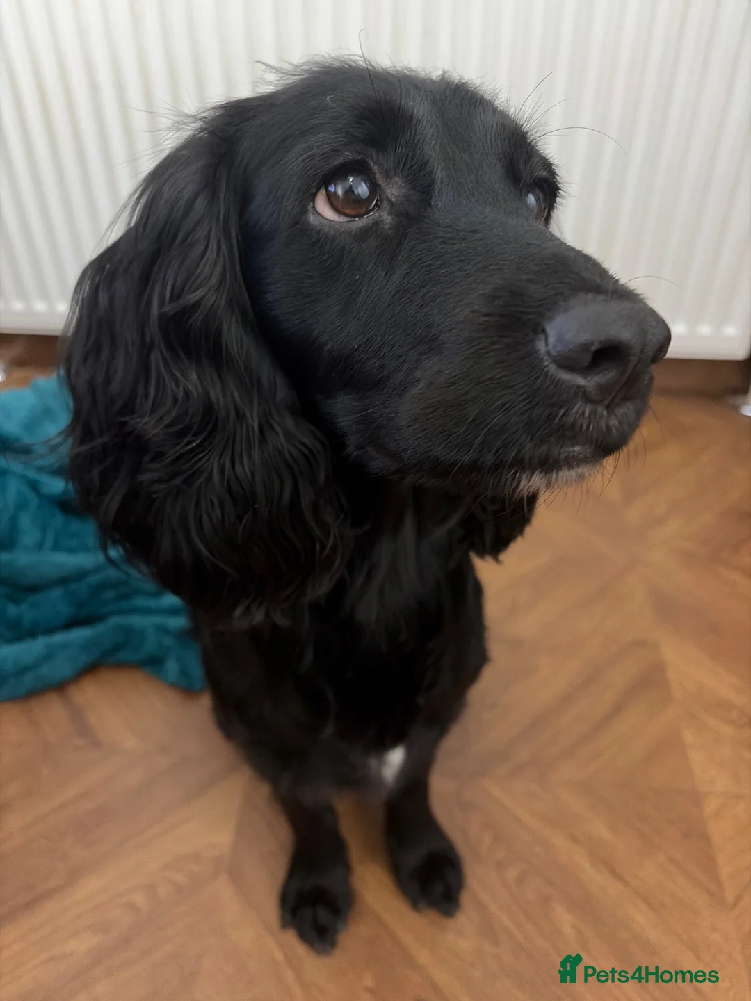 Cocker Spaniel dogs for sale: Working KC Registered Cocker Spaniel Pups. in Livingston - Advert 1