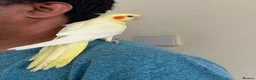 Cockatiels birds for sale: Beautiful young  friendly cockatiels  - Advert 5