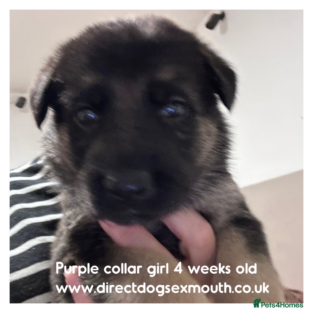 German Shepherd dogs for sale: German shepherd puppies  - Image 29