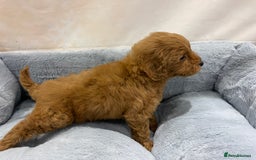 Cockapoo dogs for sale: Chocolate F1b Cockapoo’s - Image 23