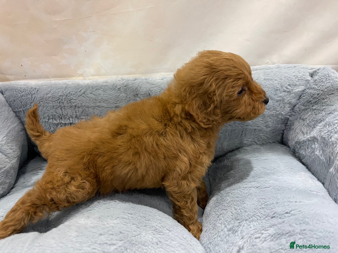 Cockapoo dogs for sale: Chocolate F1b Cockapoo’s - Image 23