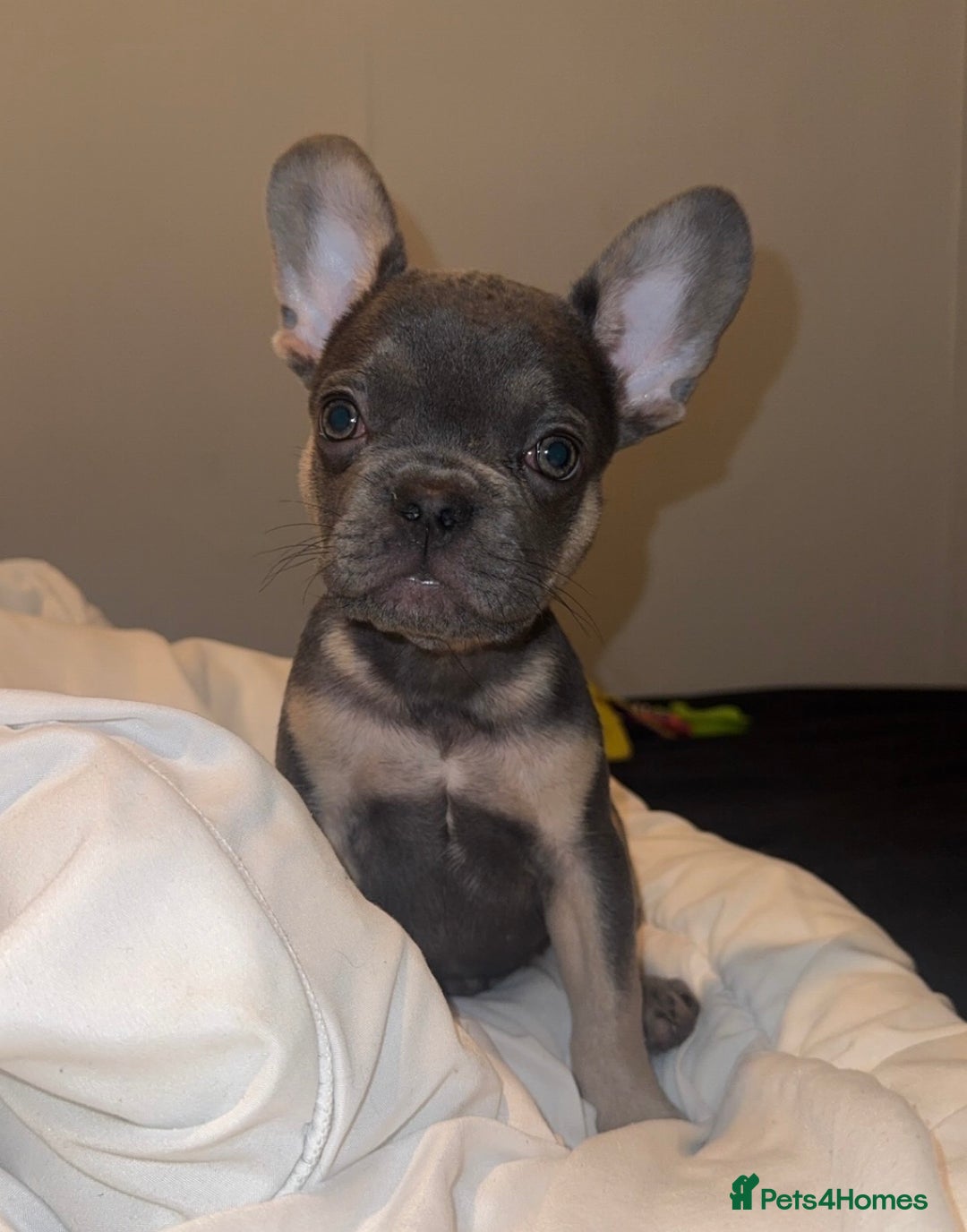 French Bulldog dogs for sale: REDUCED! French Bulldog puppies - Advert 1
