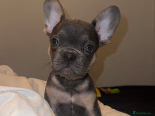 French Bulldog dogs REDUCED! French Bulldog puppies - Advert 17