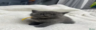 British Shorthair yellow collar 