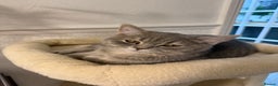British Shorthair cats for sale: British shorthair  - Advert 6