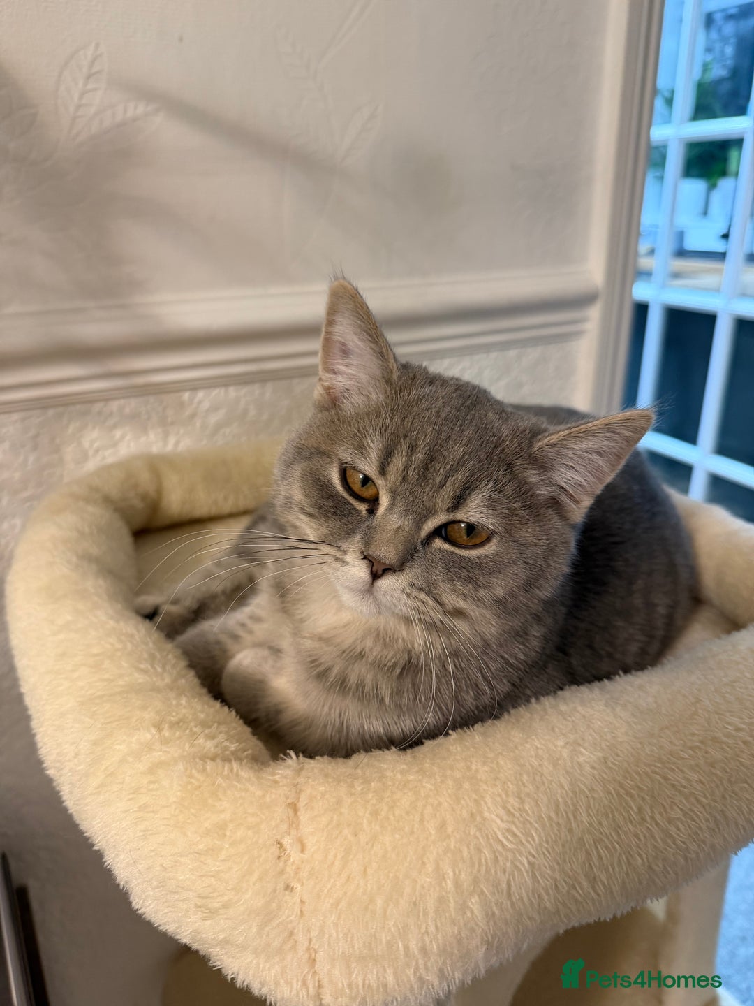 British Shorthair cats for sale: British shorthair  - Advert 6