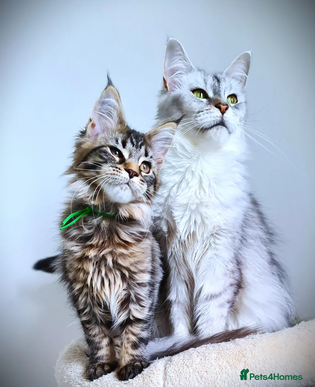 Maine Coon cats for sale: STUNNING 4️⃣ PEDIGREE MAINE COON KITTENS READY ❗❗❗ - Advert 33