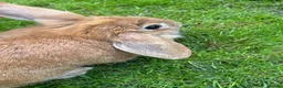 Mixed Breed rabbits for sale: Rabbits for sale in Hampton - Advert 5