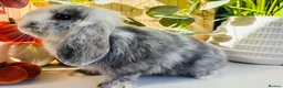 Mini Lop rabbits for sale: Magpie Mini Lop Buck - Advert 3