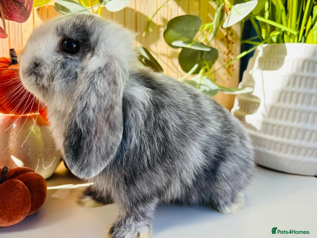 Mini Lop rabbits for sale: Magpie Mini Lop Buck - Advert 3