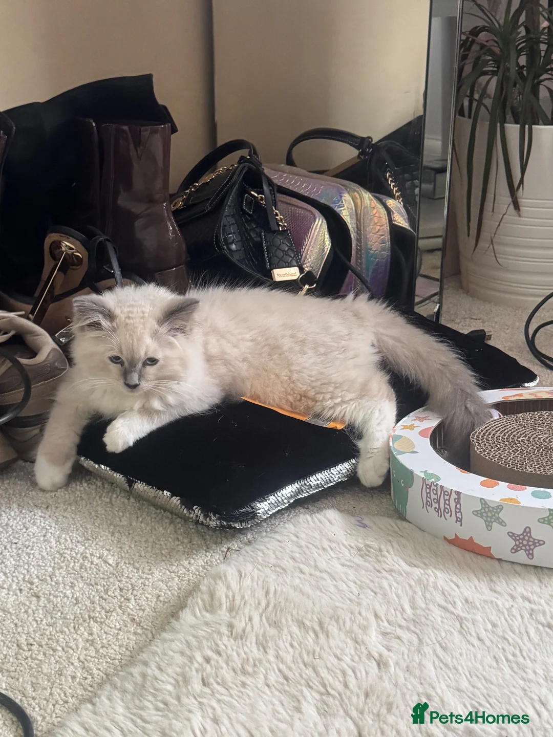 Ragdoll cats for sale: Blue point female ragdoll - Advert 1
