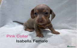Miniature Dachshund dogs for sale: ✨READY TO LEAVE✨Miniature Dachshund Pups💕  - Image 17