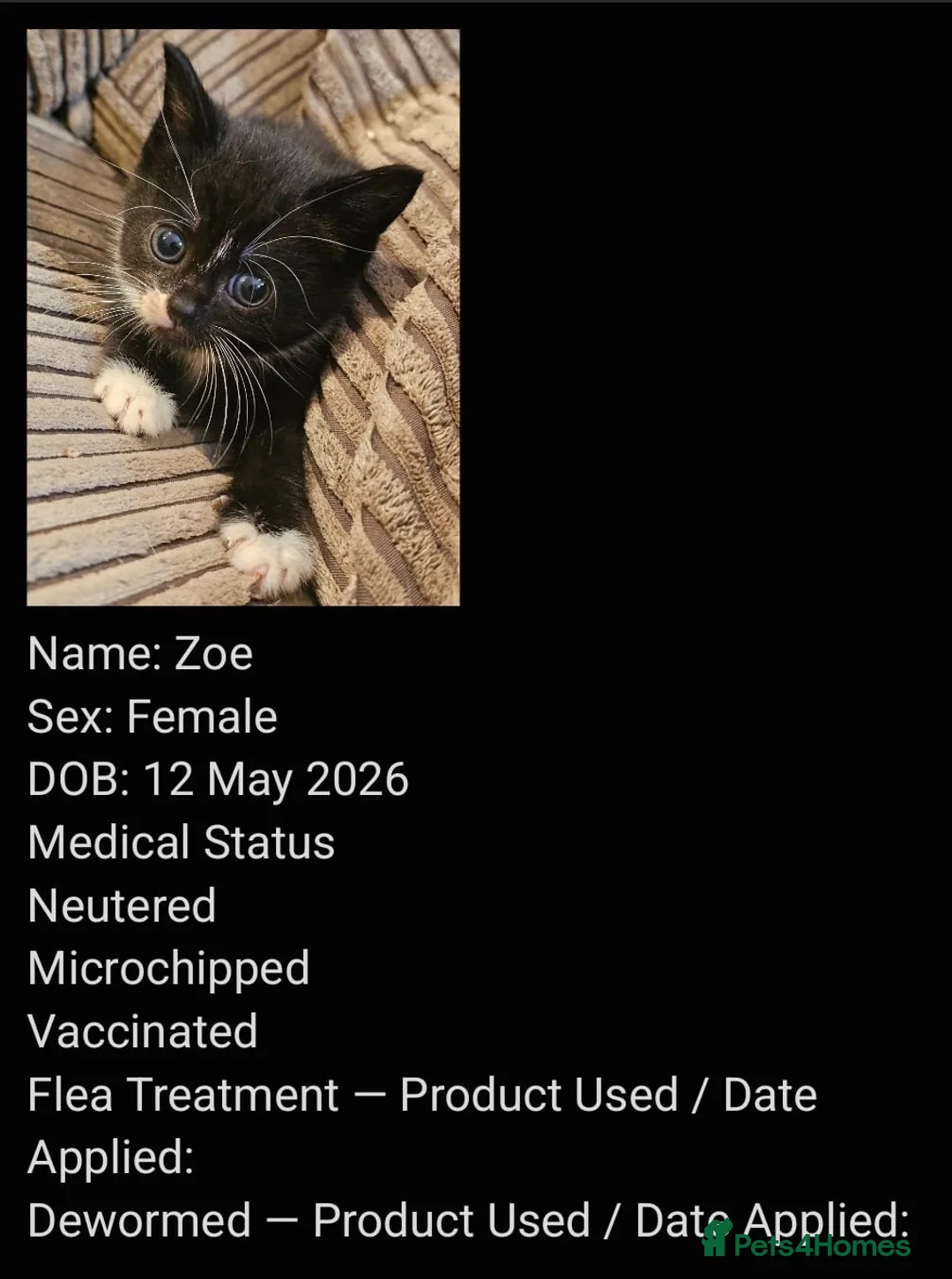 Mixed Breed cats for adoption: 3 adorable rescue kittens need new homes - Advert 2