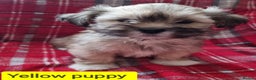 Lhasa Apso dogs for sale: Only 1 lefy Pure bred Lhasa Apso puppies  - Advert 2