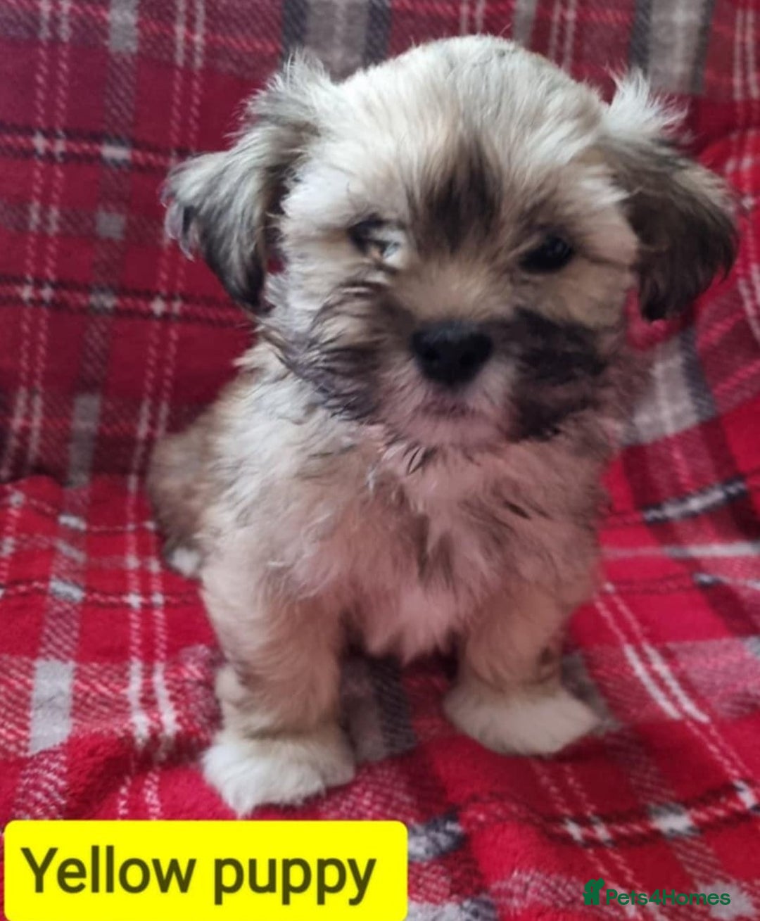 Lhasa Apso dogs for sale: Only 1 lefy Pure bred Lhasa Apso puppies  - Advert 2